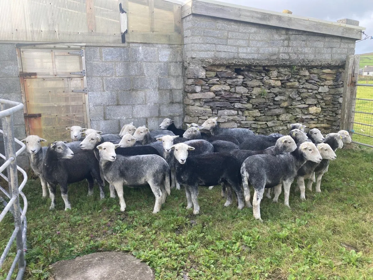 Herdwick Stock Ram - Image 3