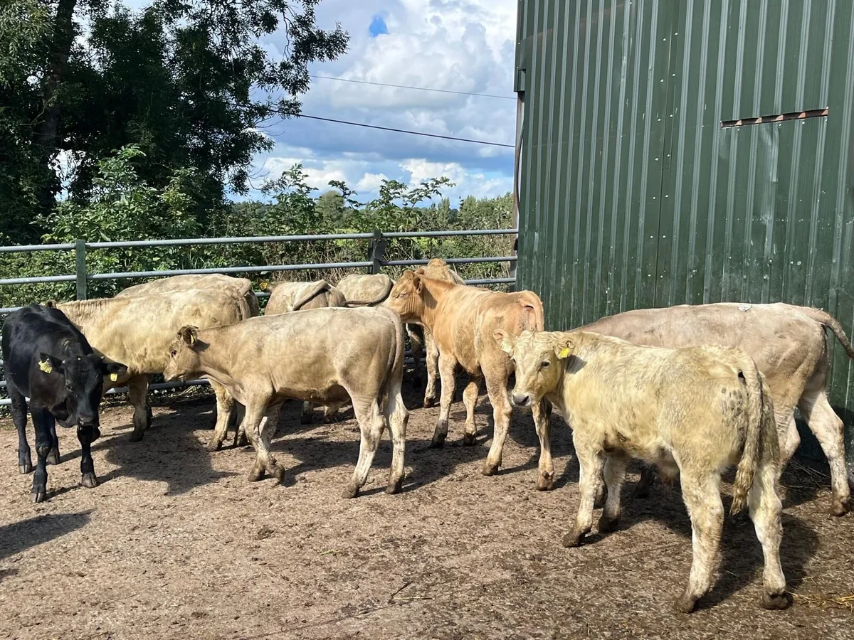 12 super continental bull weanlings - Image 1