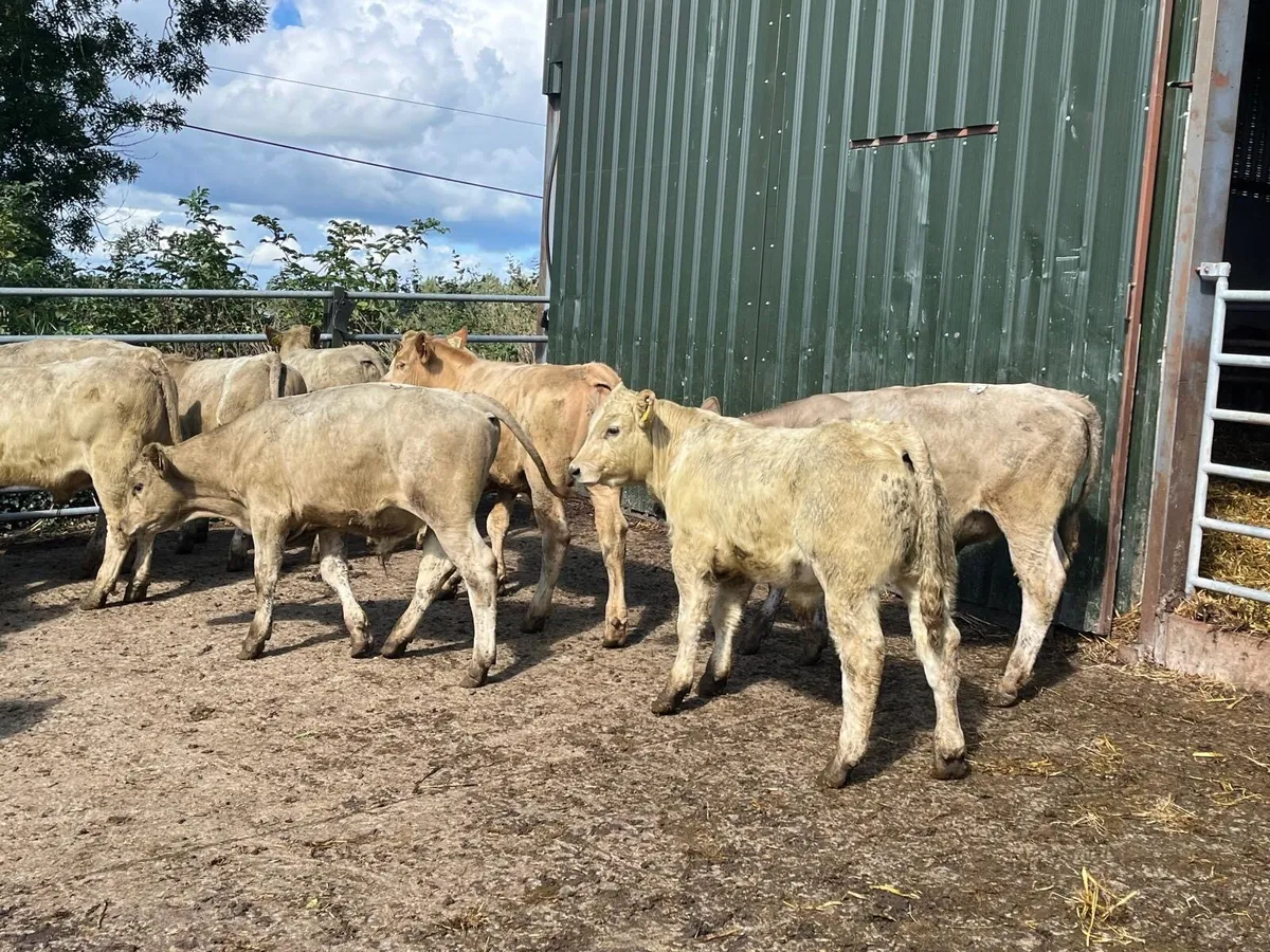 12 super continental bull weanlings - Image 2