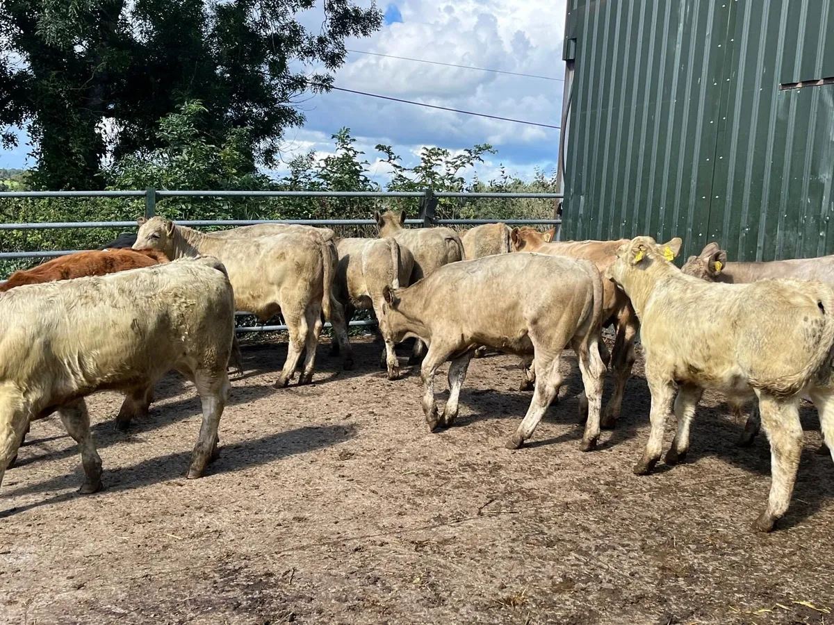 12 super continental bull weanlings - Image 3
