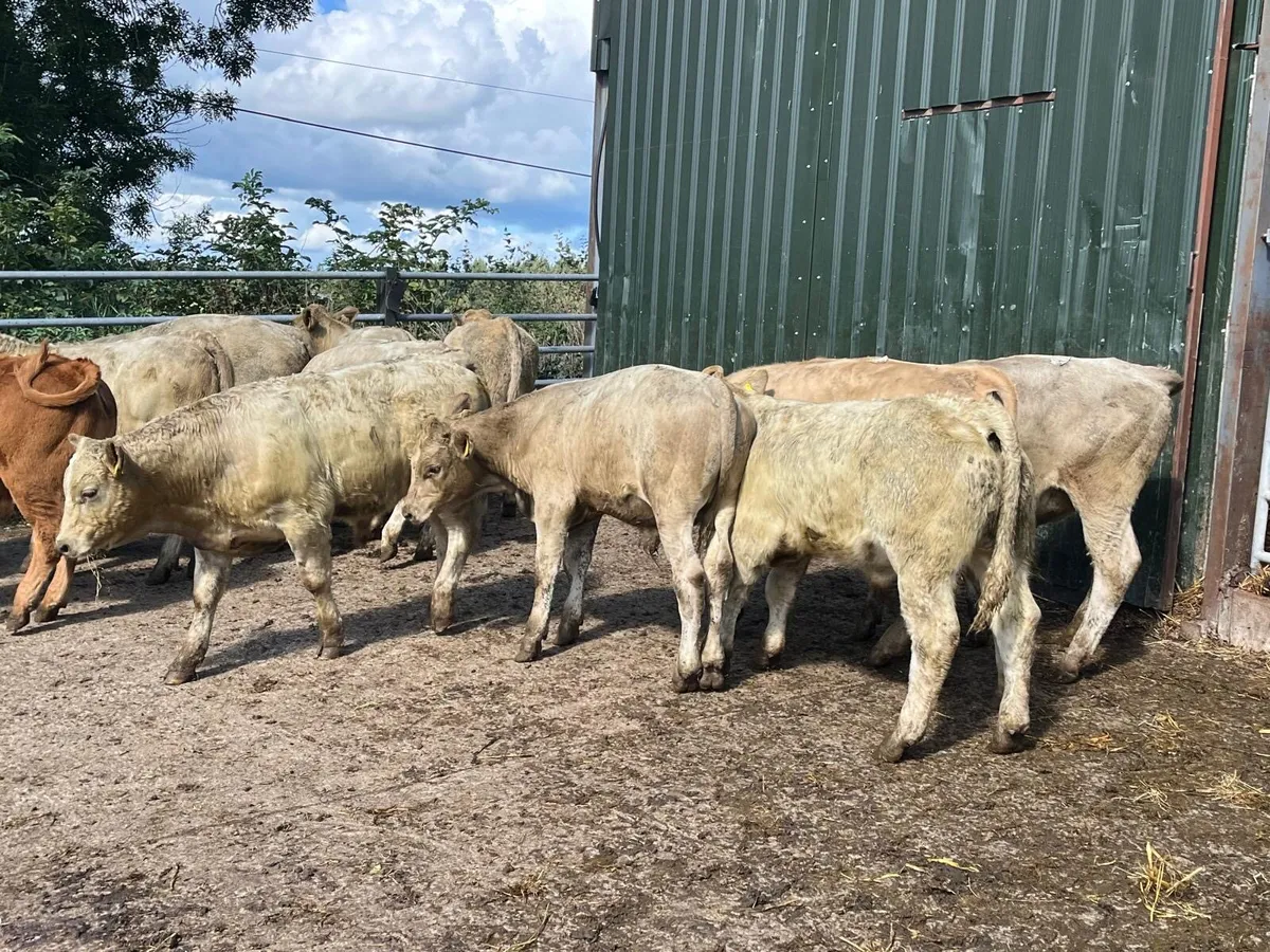 12 super continental bull weanlings - Image 4