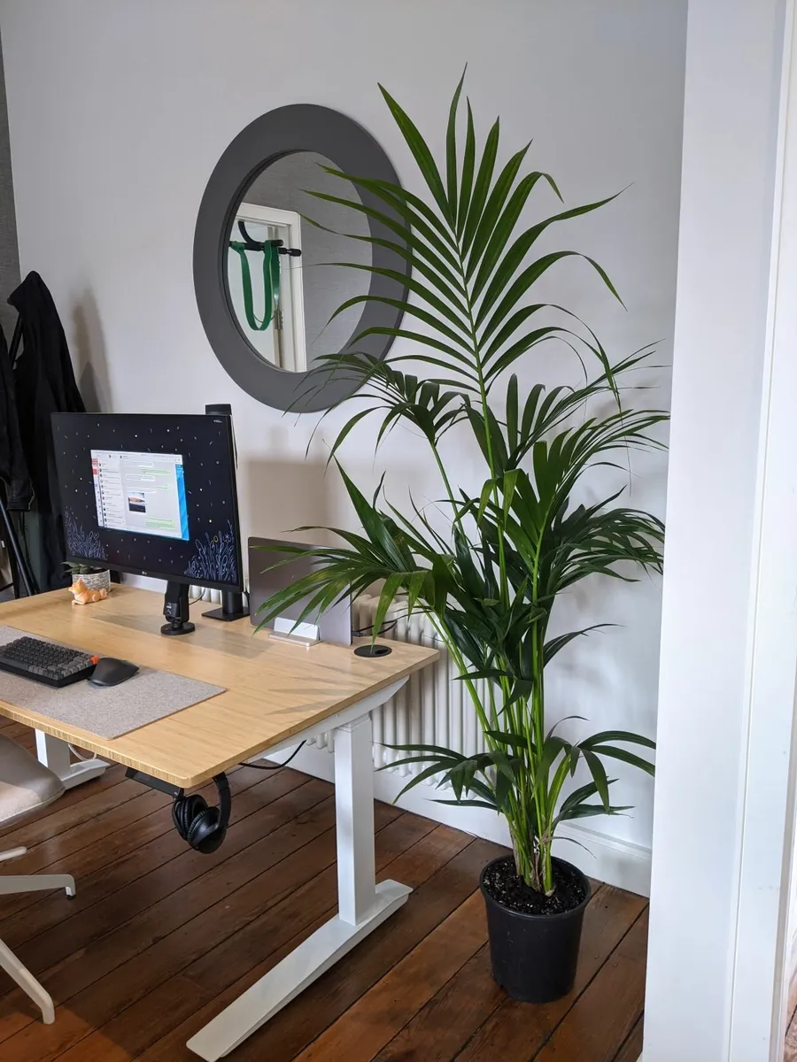 Fully (Herman Miller) Jarvis Bamboo Standing Desk - Image 2