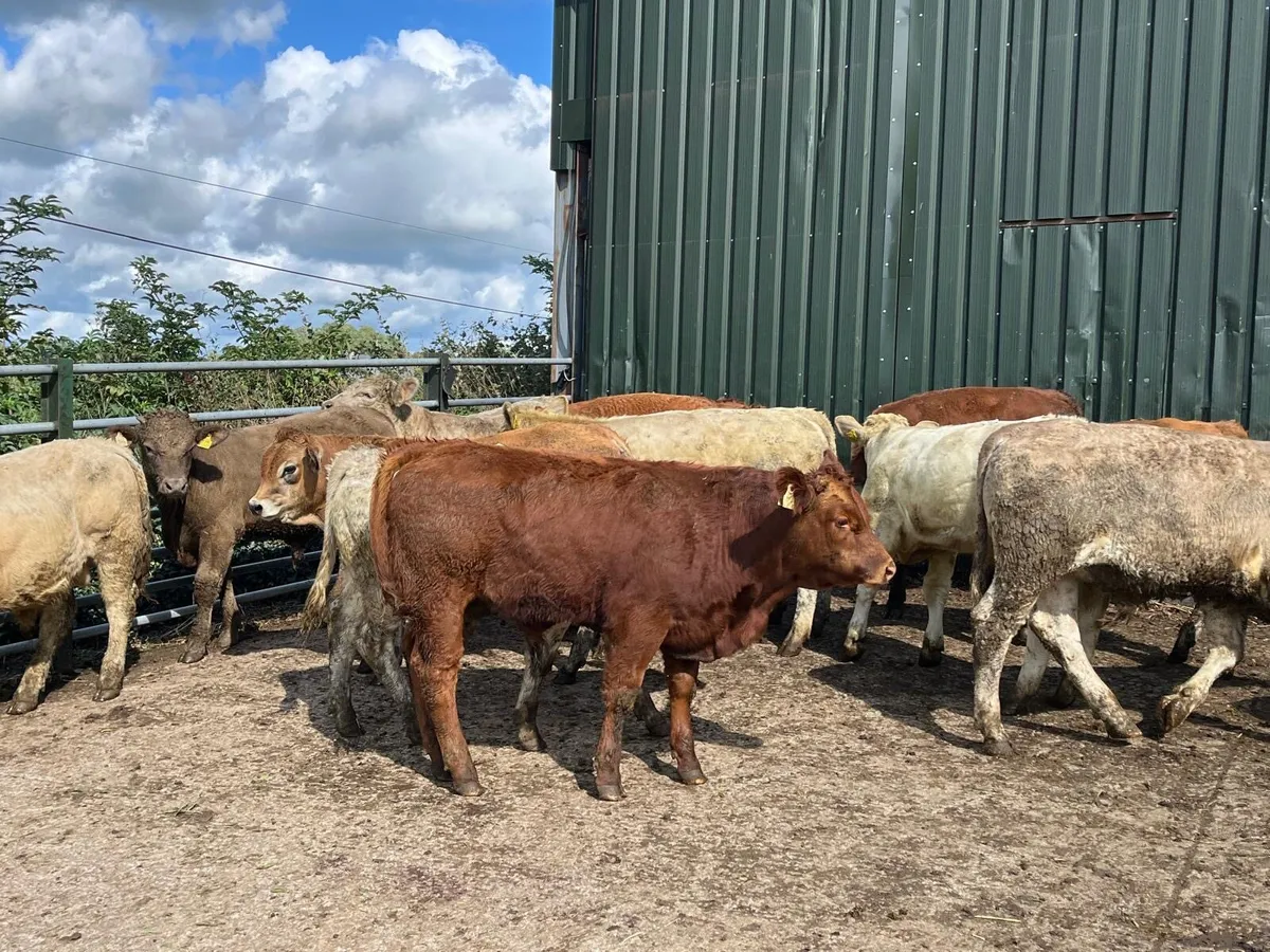 15 super 320 kg u grade bulls - Image 1