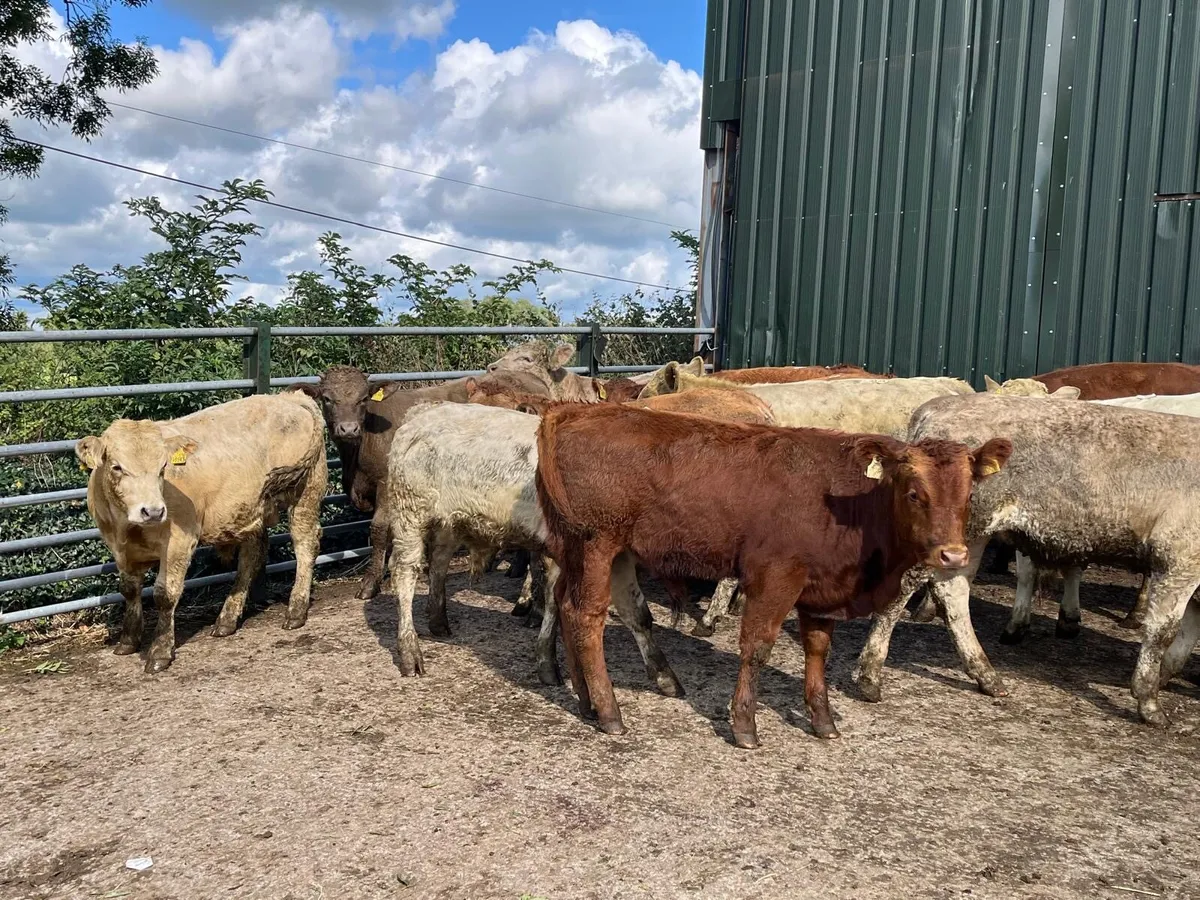 15 super 320 kg u grade bulls - Image 2