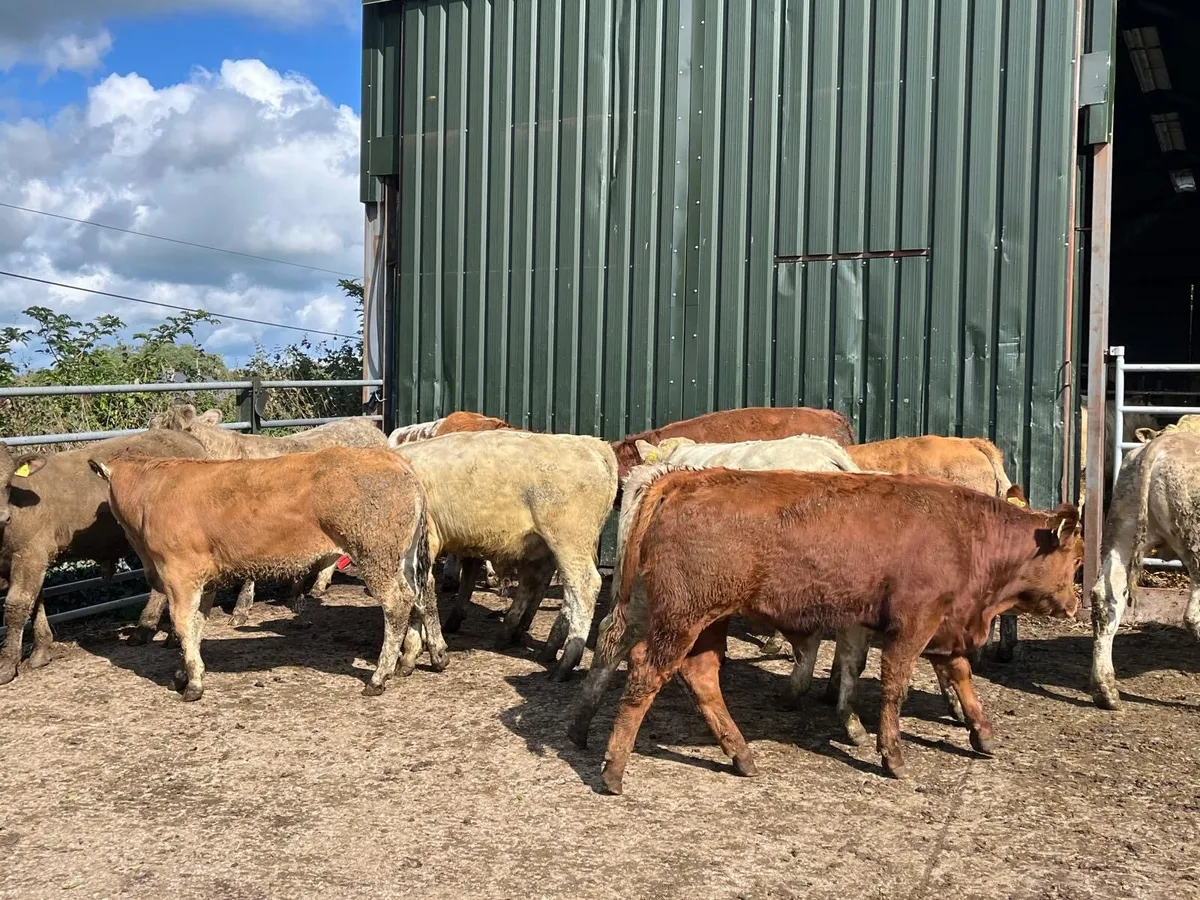 15 super 320 kg u grade bulls - Image 4