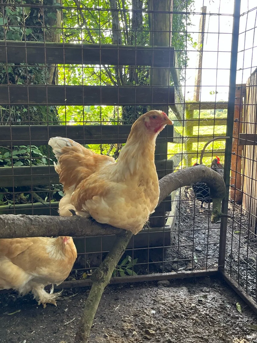 Pure bred roosters - Image 2