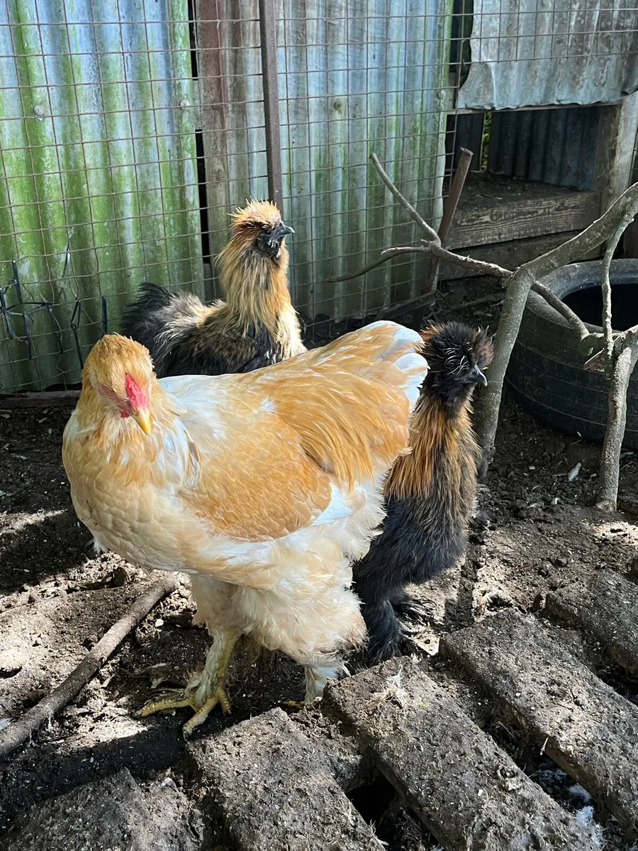 Pure bred roosters - Image 3