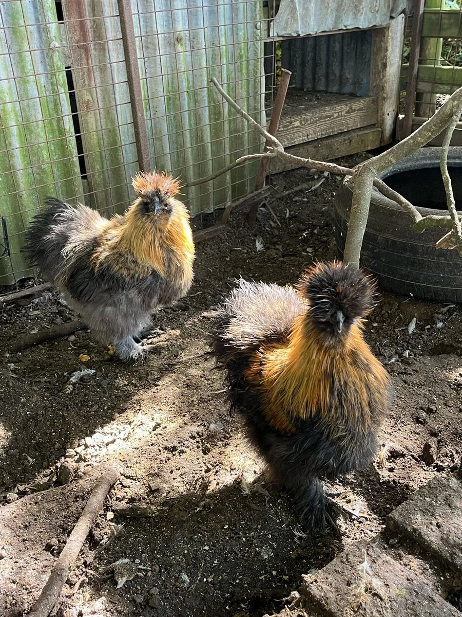 Pure bred roosters - Image 4