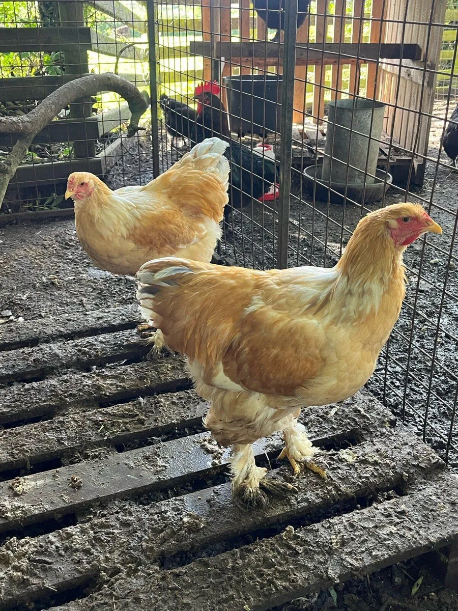 Pure bred roosters - Image 1