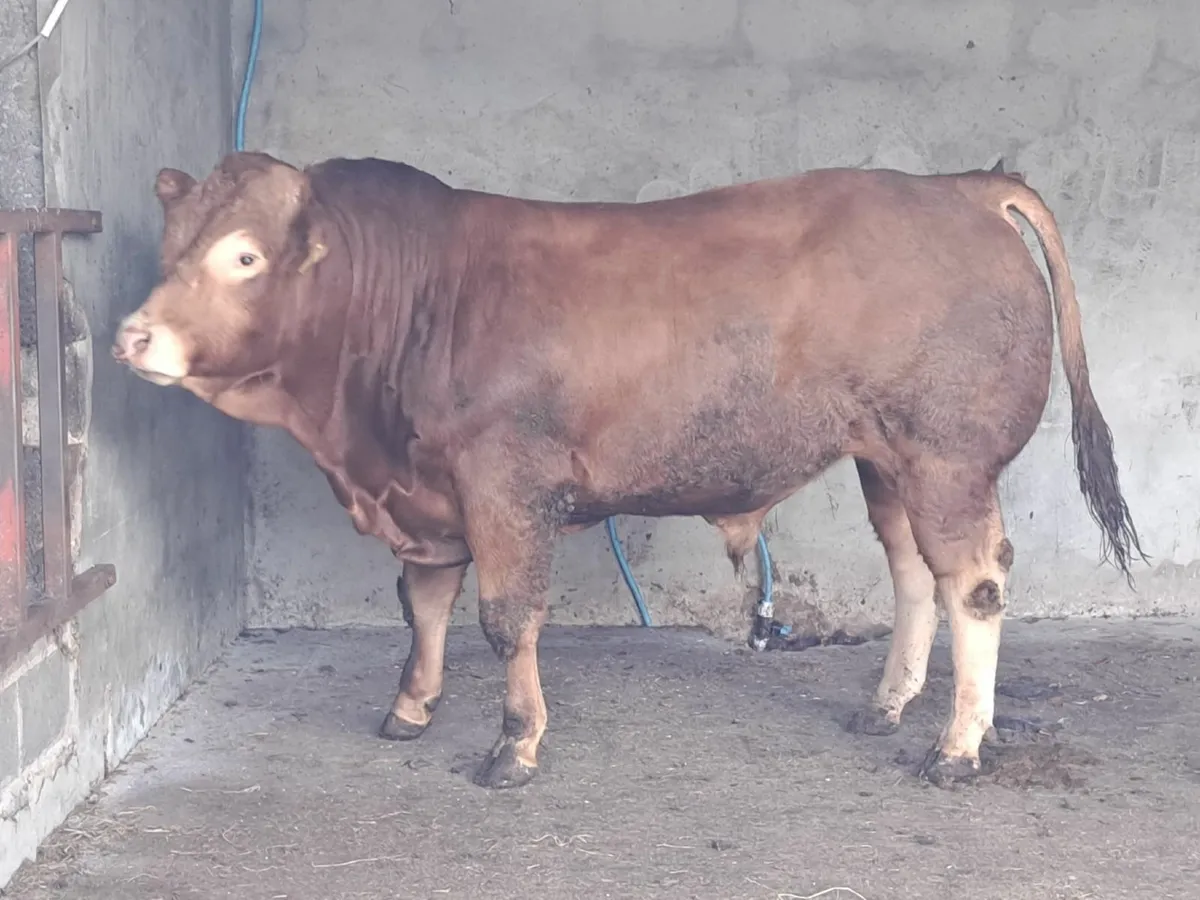 Pedigree Registered Limousin Bull - Image 1