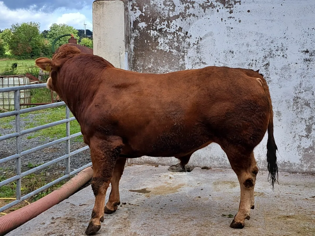 Pedigree Registered Limousin Bull - Image 2