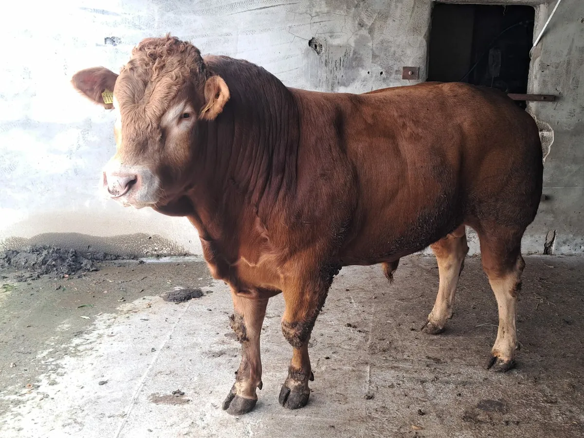 Pedigree Registered Limousin Bull - Image 3