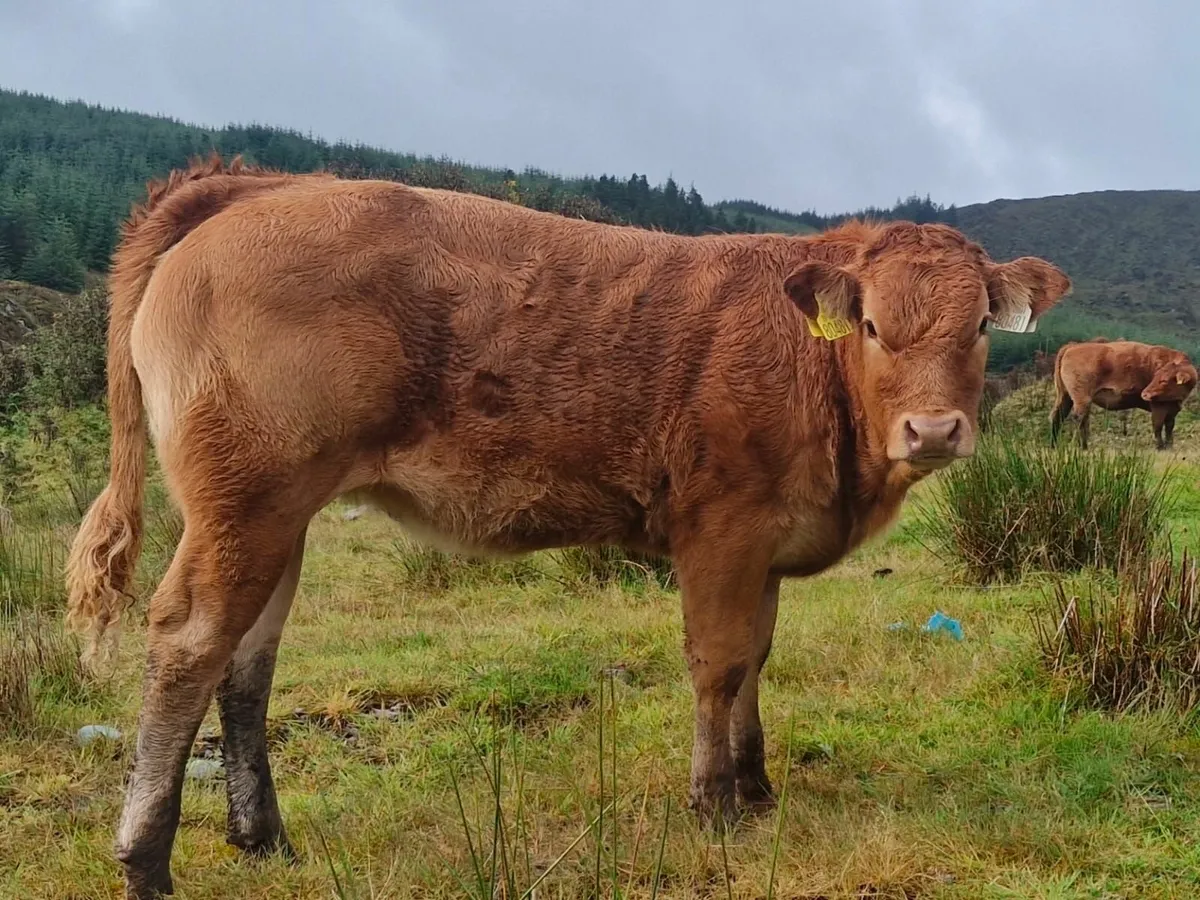 Weanlings- Bandon Mart 8th Sept - Image 1