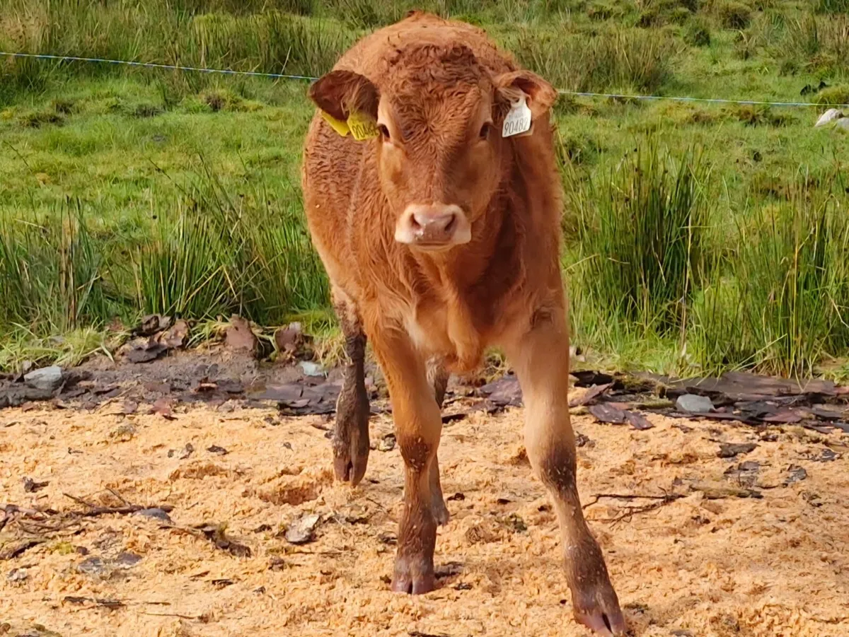 Weanlings- Bandon Mart 8th Sept - Image 3