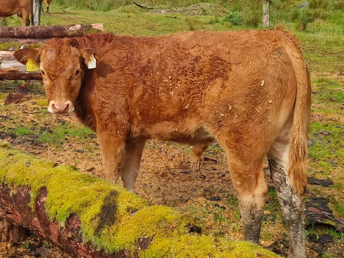 Weanlings- Bandon Mart 8th Sept - Image 4