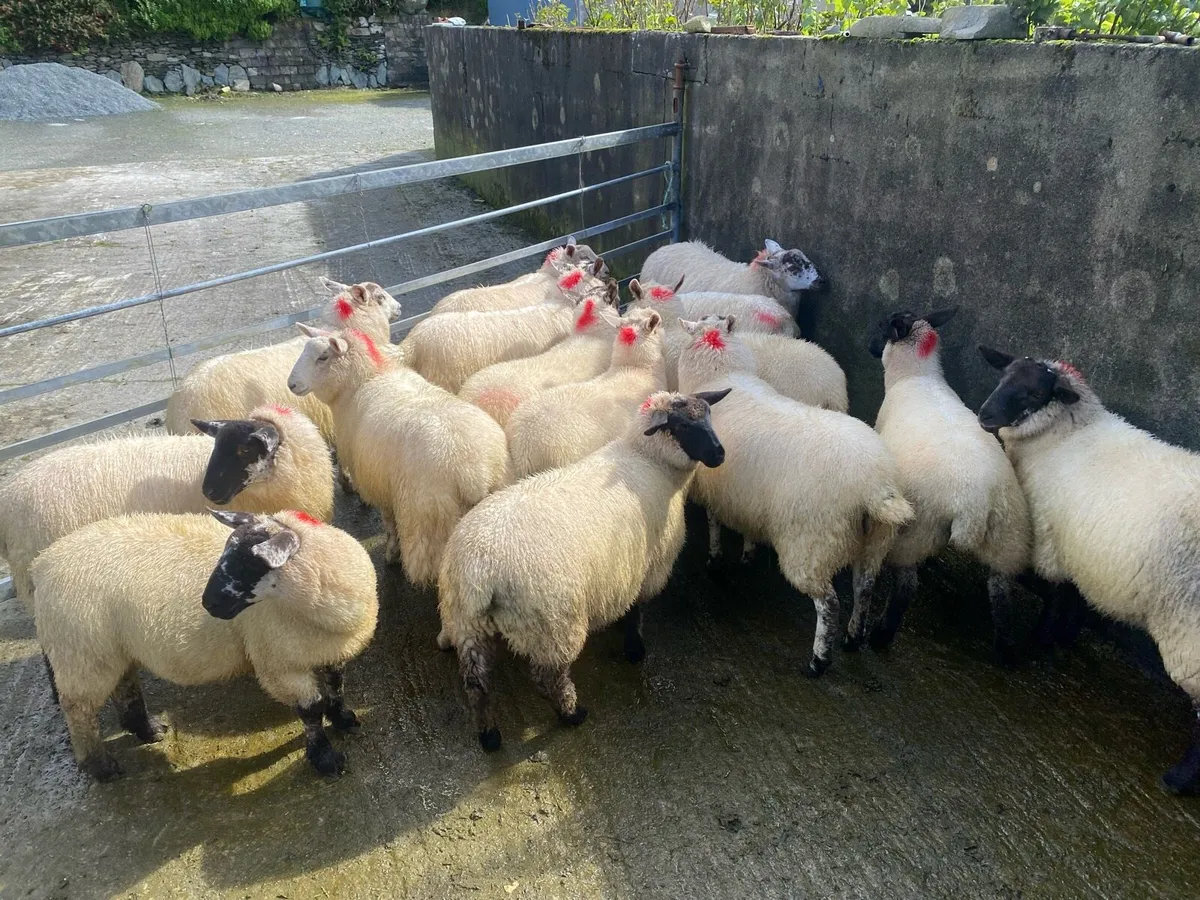 Ewe lambs - Image 3