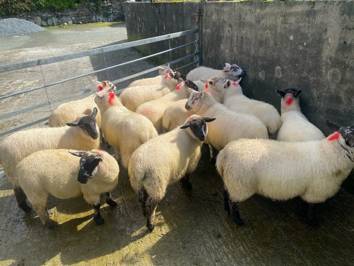 Ewe lambs - Image 4