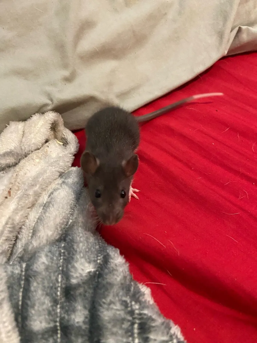 Pet rats and small cage - Image 3