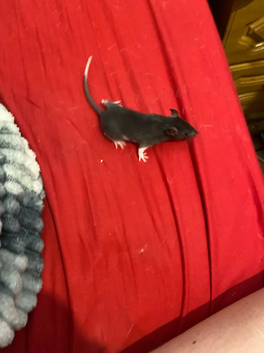 Pet rats and small cage - Image 4