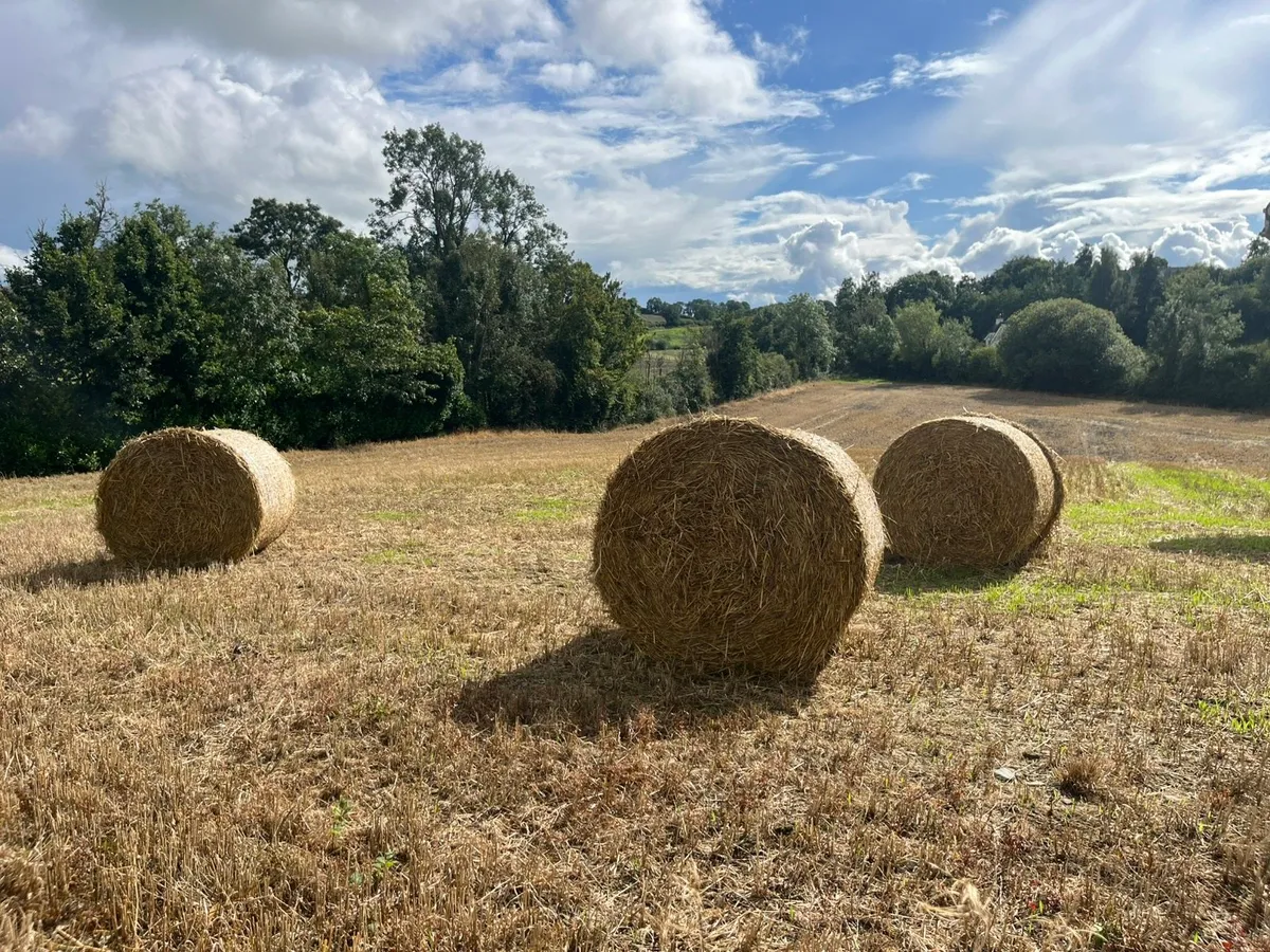Straw (Spring Barley Chopped)
