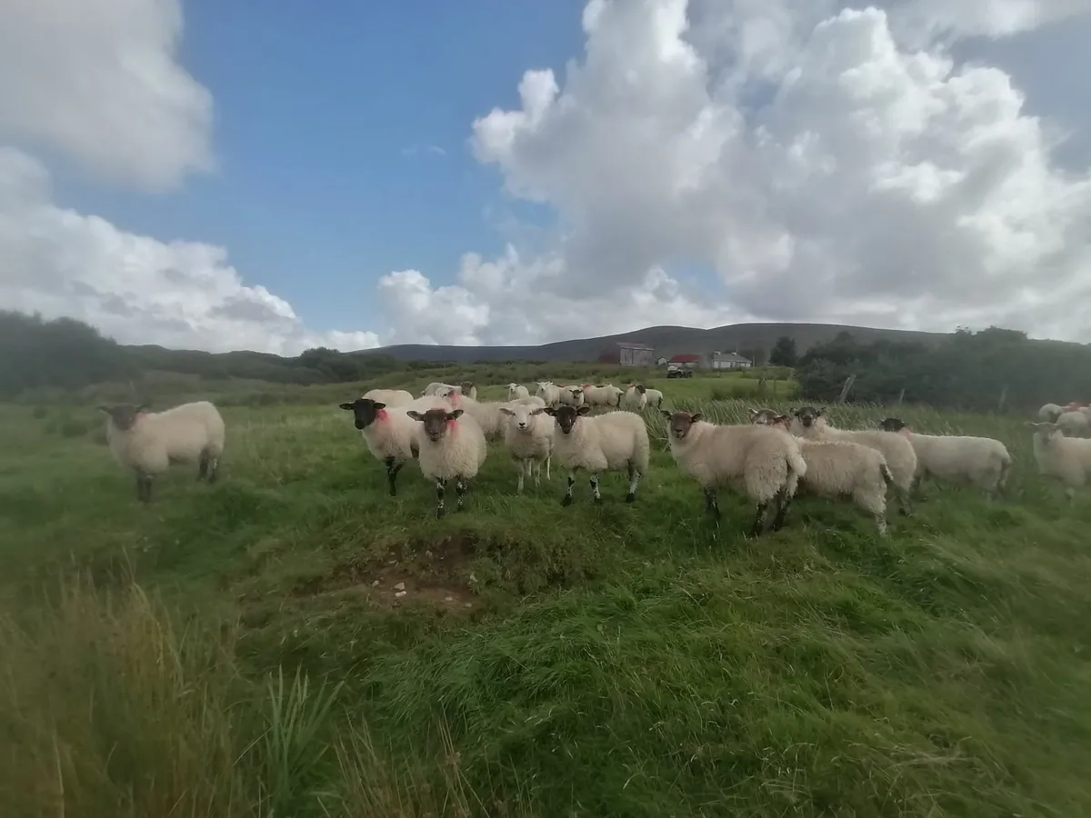 Sheep - Image 2