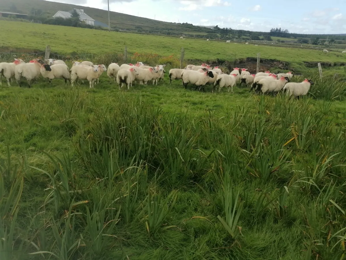 Sheep - Image 3
