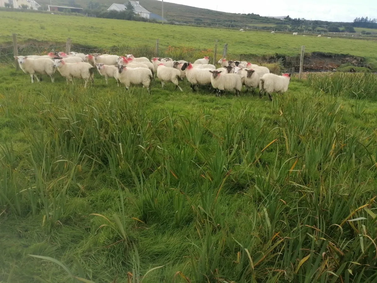 Sheep - Image 4