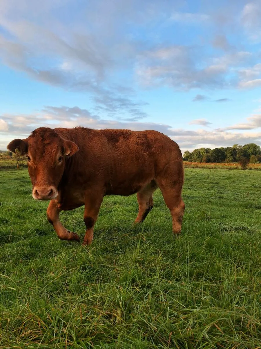 Pbr limousine heifer - Image 2