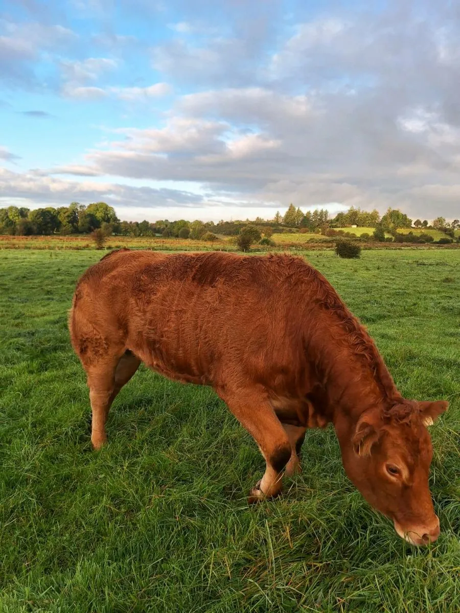 Pbr limousine heifer - Image 3