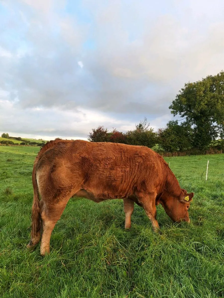 Pbr limousine heifer - Image 4