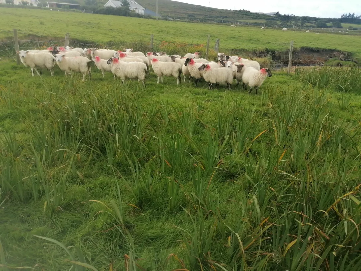 Sheep - Image 1