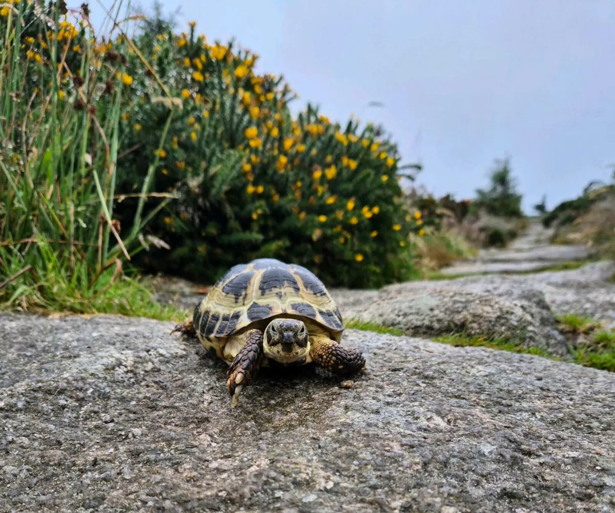 Tortoise boy - Image 1