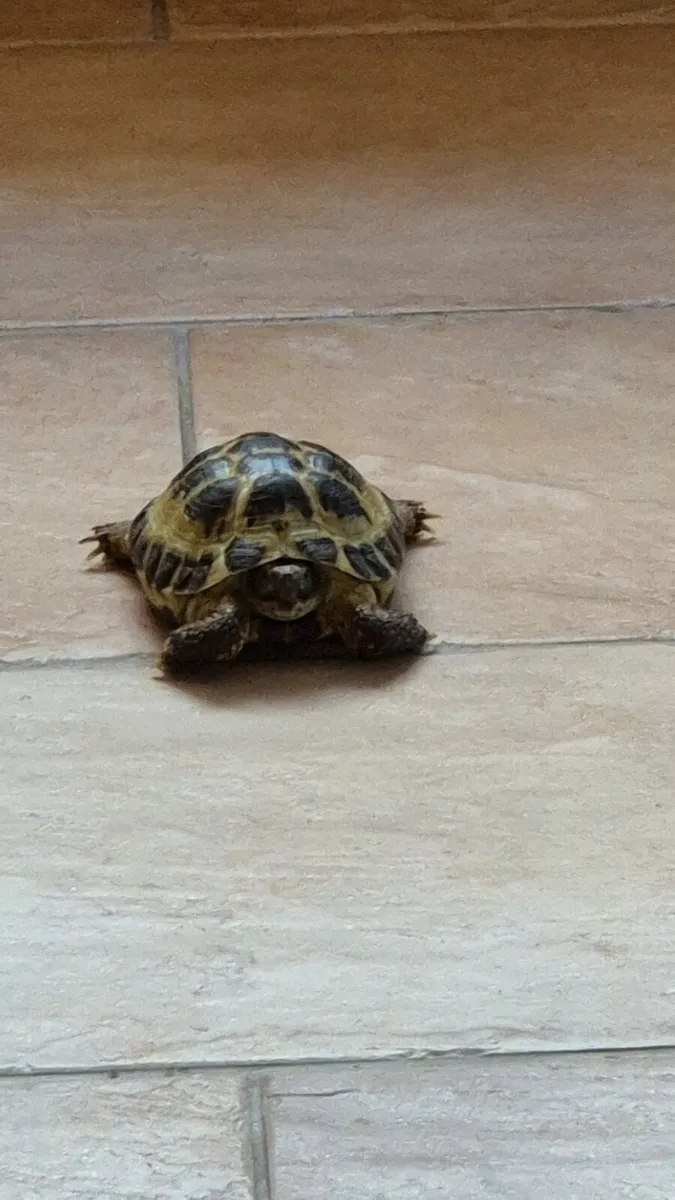 Tortoise boy - Image 2