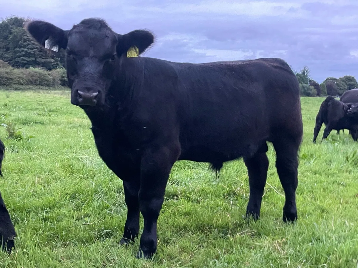 Pedigree Angus Bull - Image 2