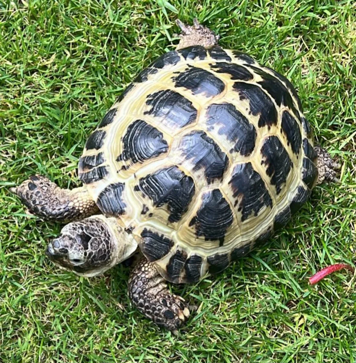 Tortoise boy - Image 4