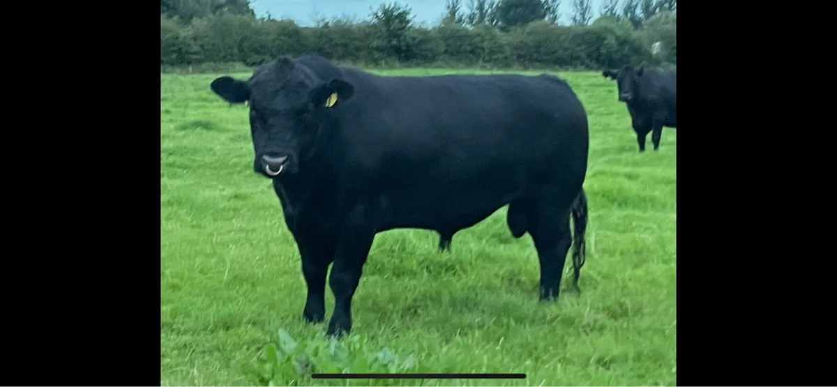 Pedigree Angus Bull - Image 1