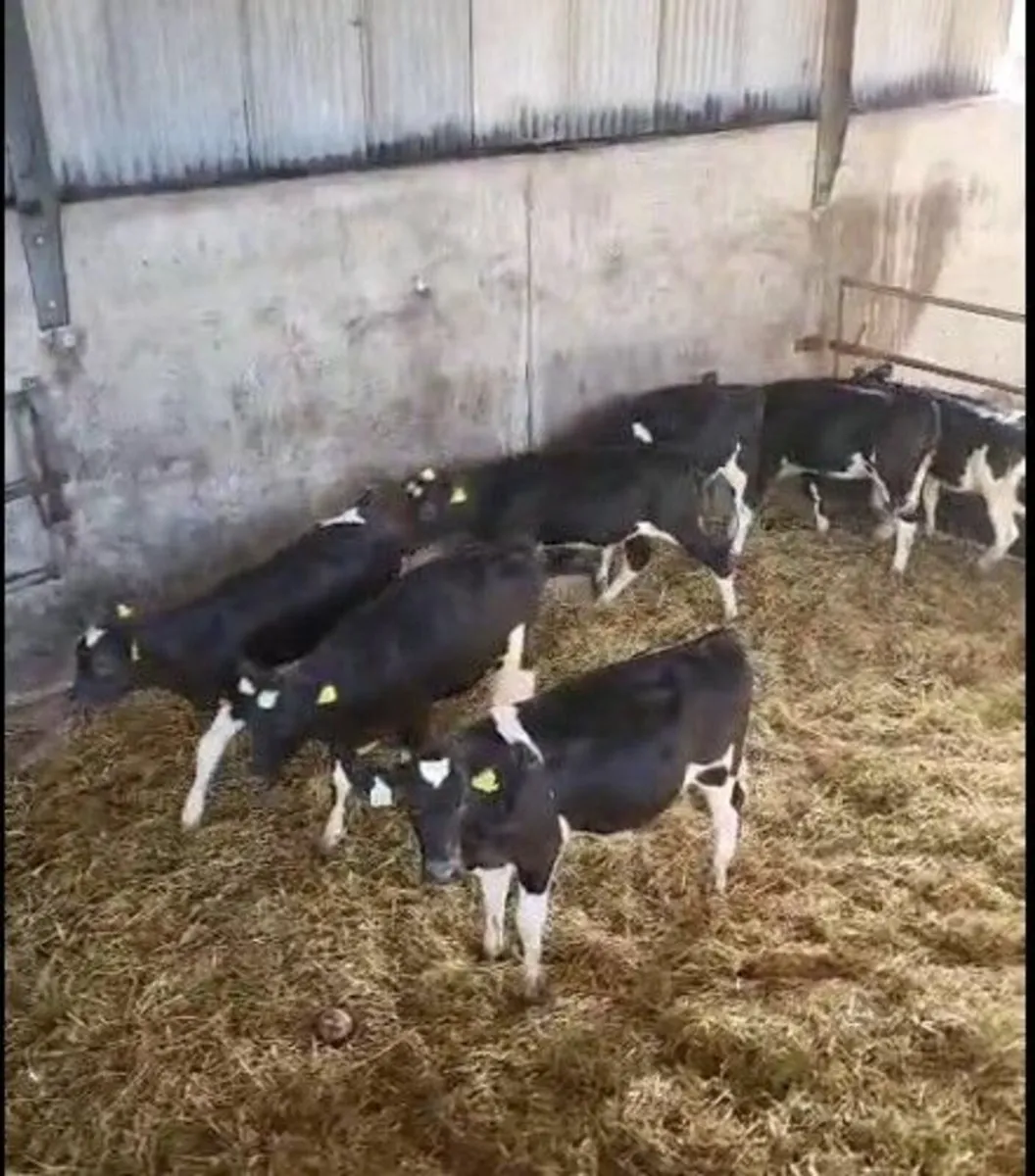 18 Ped Fr Hfrs Calves -Bandon Mart 8th Sept - Image 2
