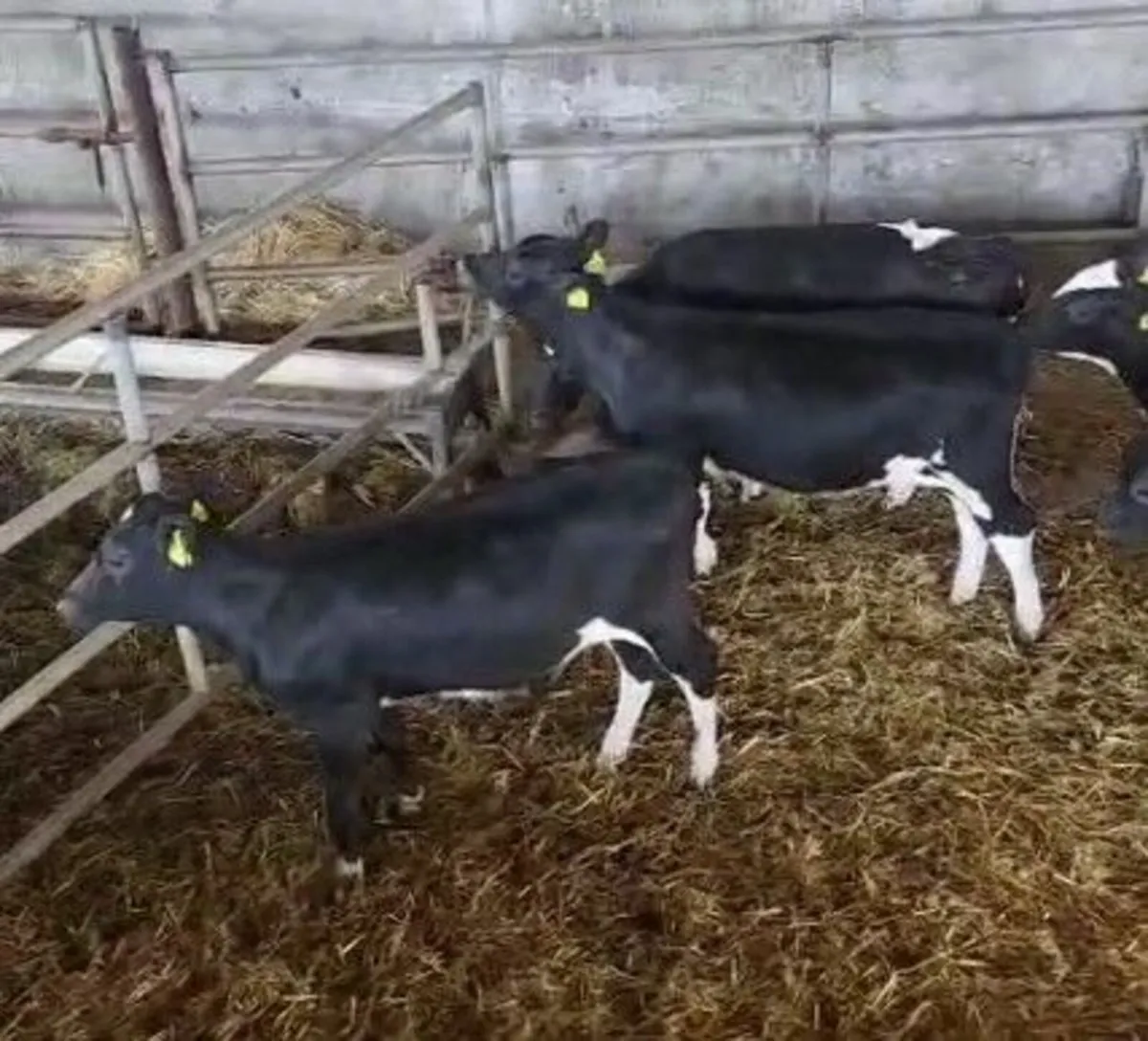 18 Ped Fr Hfrs Calves -Bandon Mart 8th Sept - Image 3
