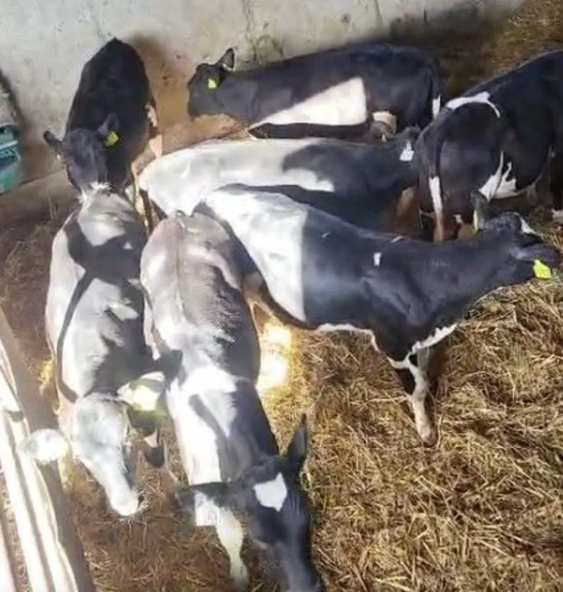 18 Ped Fr Hfrs Calves -Bandon Mart 8th Sept - Image 1
