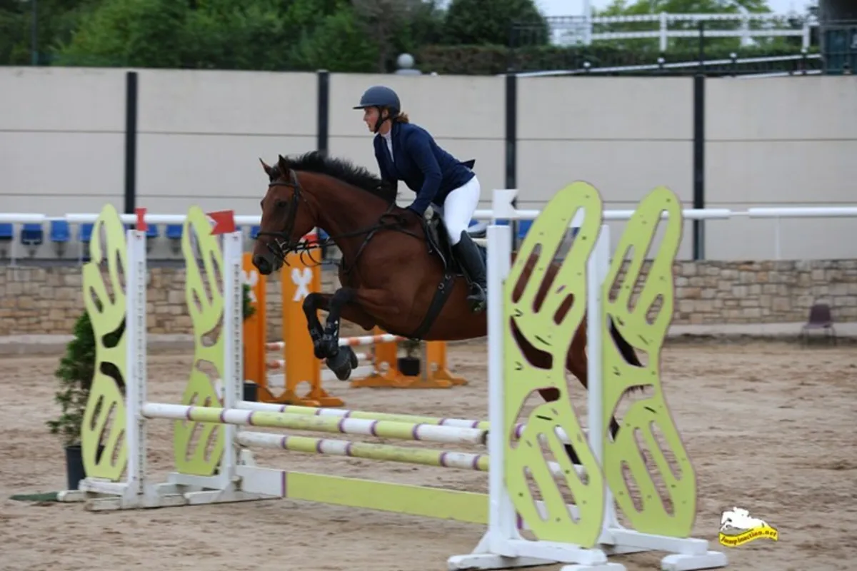 4yr old mare - Image 1