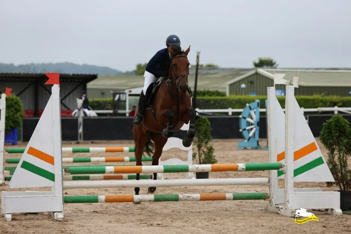 4yr old mare - Image 2
