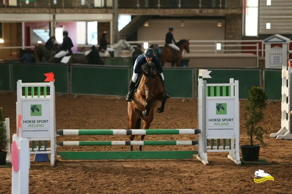 4yr old mare - Image 3