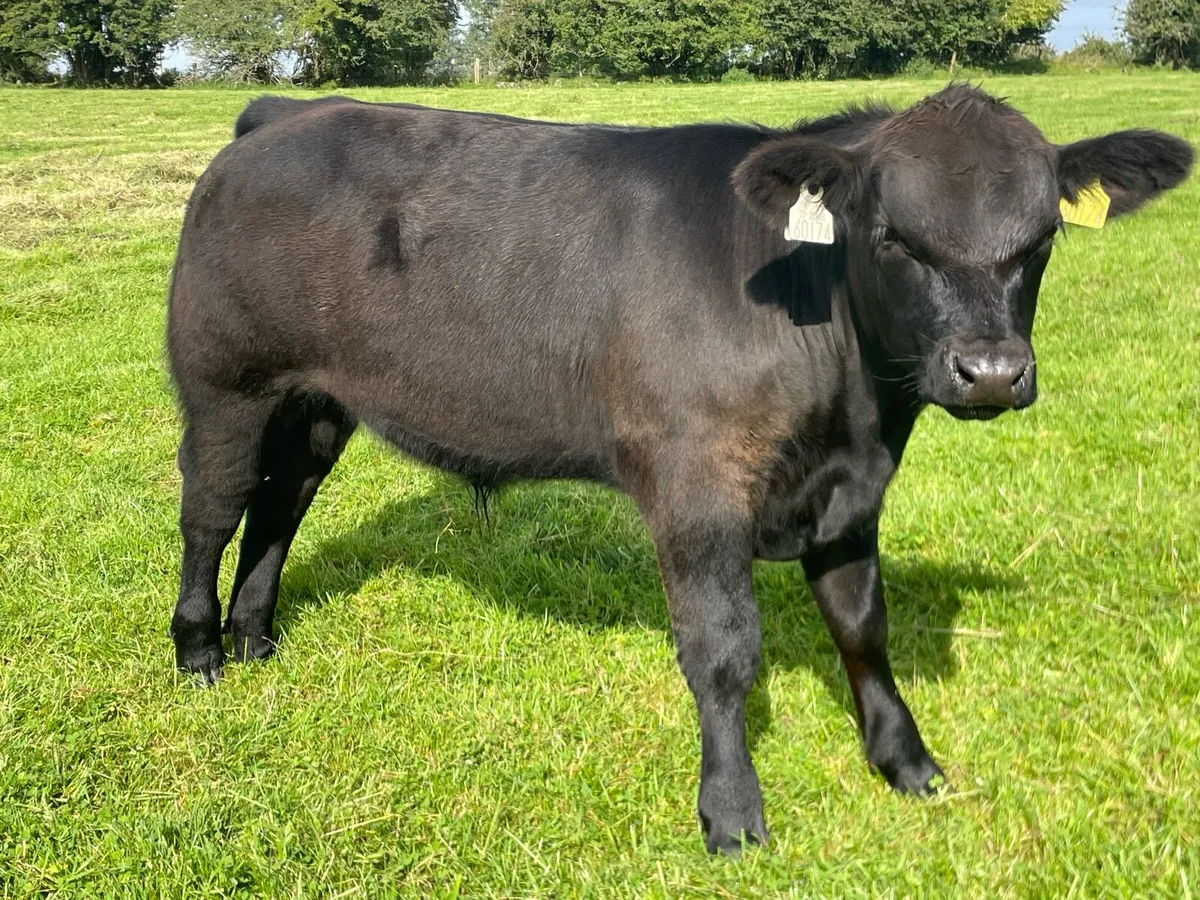 Pedigree Angus Bull - Image 3