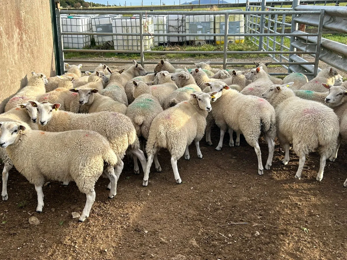 30 Texel cross  ewe lambs - Image 1