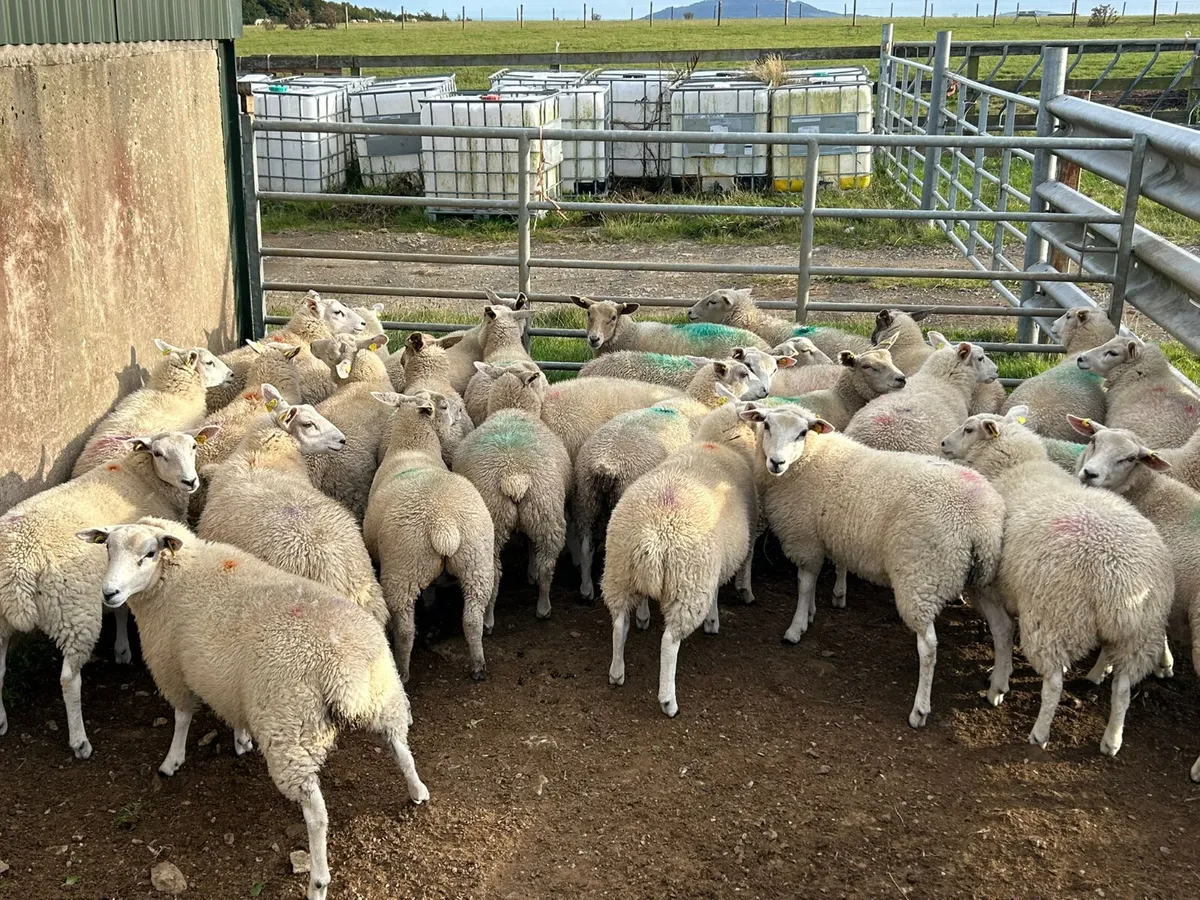 30 Texel cross  ewe lambs - Image 4