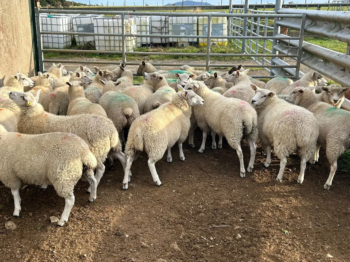 30 Texel cross  ewe lambs - Image 2