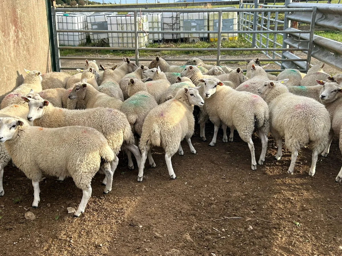 30 Texel cross  ewe lambs - Image 3