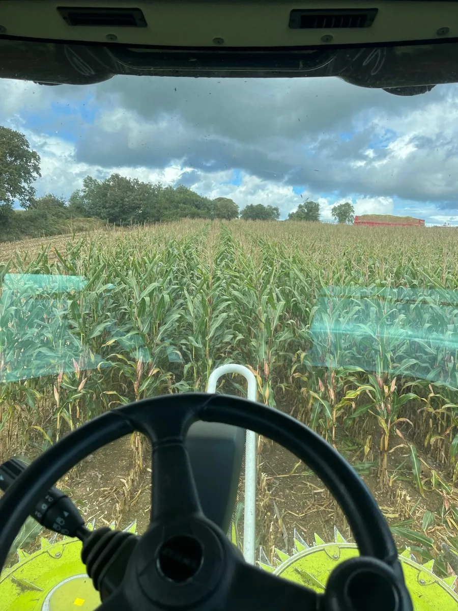 Maize