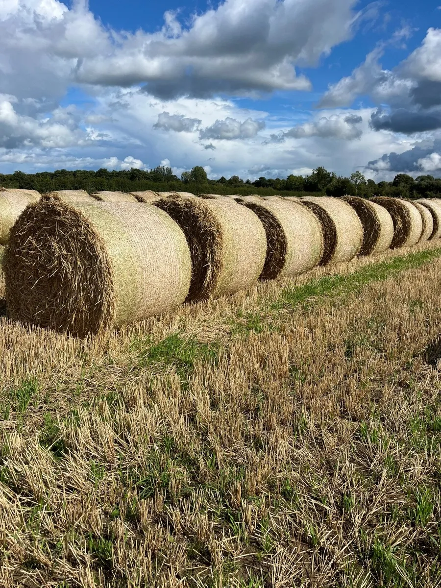 Straw - Image 1