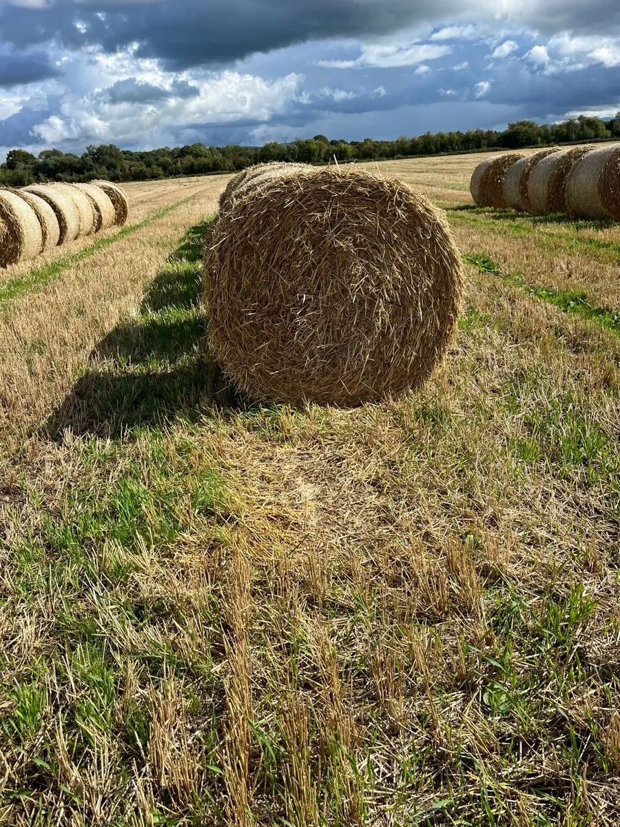 Straw - Image 3